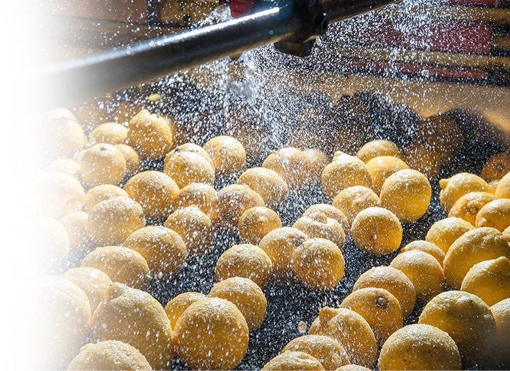 Oranges Being Sprayed With Water