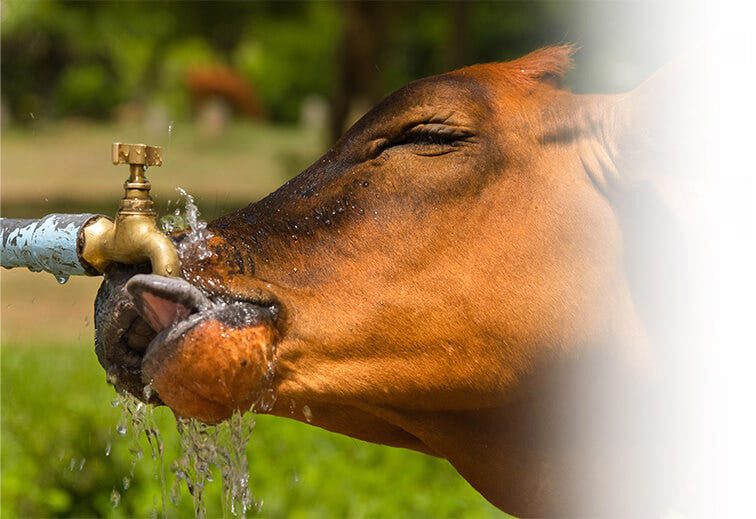 Cow drinking purified water out of a spigot